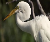 best airboat tours explorer php